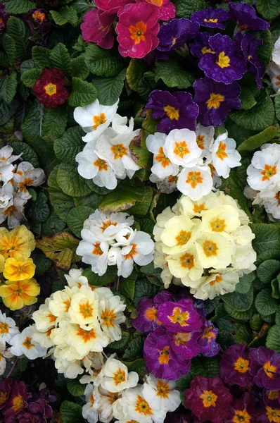 Flores coloridas de Primrose (Primula ). —  Fotos de Stock