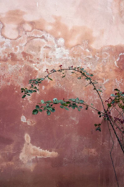 Rose bush på bakgrunden av en gammal vägg. — Stockfoto