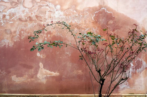 Rose bush på bakgrunden av en gammal vägg. — Stockfoto