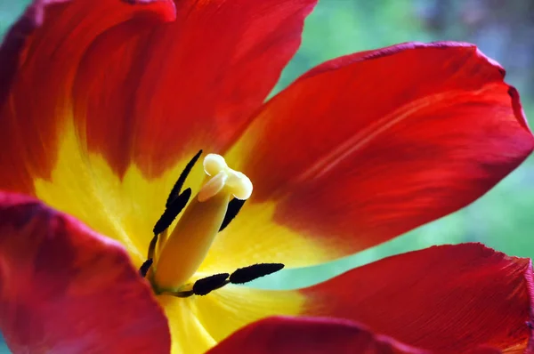Kırmızı tulup çiçeğinin yakın çekim. — Stok fotoğraf