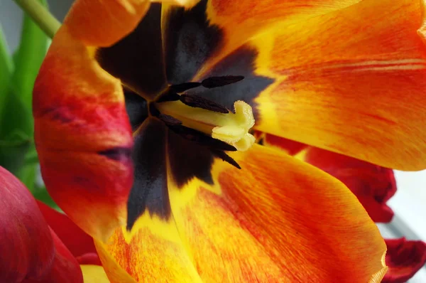 Closeup of orange tulup flower. — Stock Photo, Image