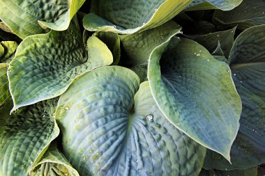 Hosta Funkia yaprakları üzerinde su damlaları .