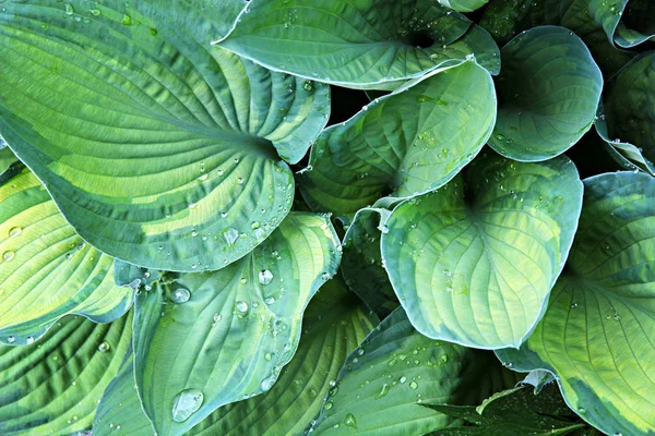 Gotas de agua en las hojas de Hosta Funkia  . — Foto de Stock