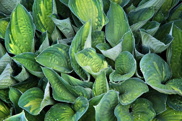 Gotas de água em folhas de Hosta Funkia  . — Fotografia de Stock