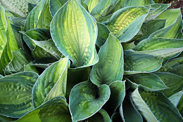 Waterdruppels op bladeren van Hosta Funkia . — Stockfoto