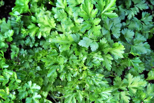 Perejil italiano de hoja plana  . — Foto de Stock