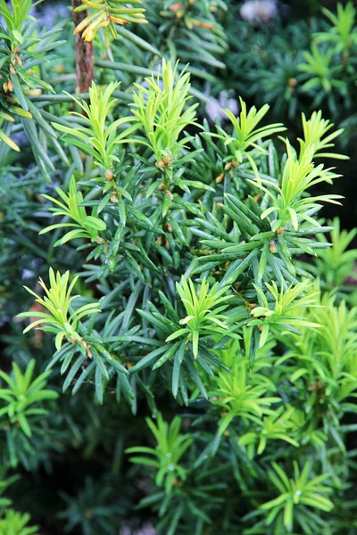 Árbol de tejo. Ramas en crecimiento con agujas verdes jóvenes . — Foto de Stock