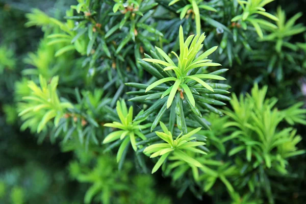 Yew tree. Growing branches with young green needles. — Stock Photo, Image