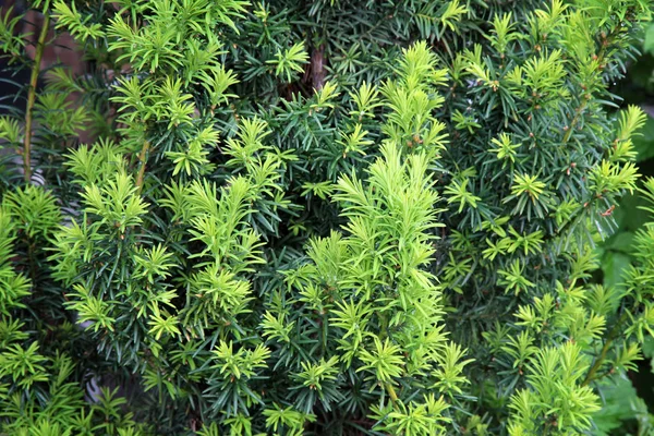 Árbol de tejo. Ramas en crecimiento con agujas verdes jóvenes . —  Fotos de Stock