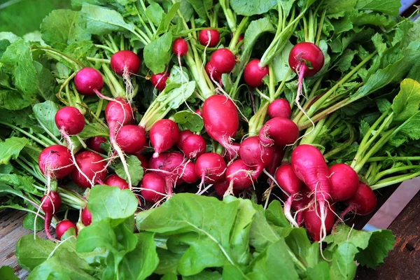 Rabanete de jardim vermelho com folhas verdes . — Fotografia de Stock