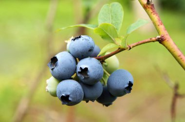 Büyüyen bataklık whortleberry (Vaccinium uliginosum.)