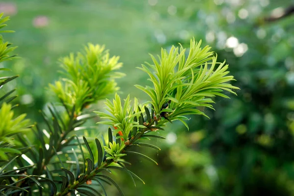 Yew Tree Taxus Cuspidata Growing Branches Young Green Needles — Stock Photo, Image
