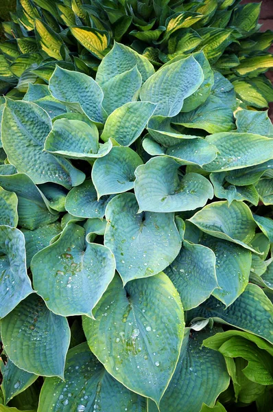 Feuillage Vert Luxuriant Plante Décorative Hosta Funkia Gouttes Eau Sur — Photo