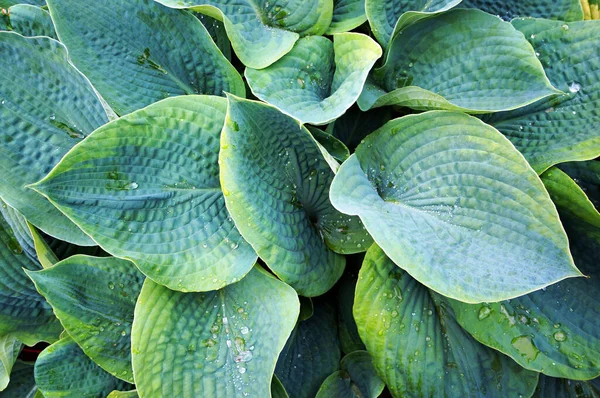 Exuberante Follaje Verde Planta Decorativa Hosta Funkia Gotas Agua Las —  Fotos de Stock