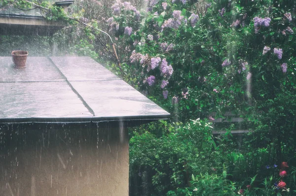 Regendruppels Waterstromen Van Zware Douche Zomertuin — Stockfoto