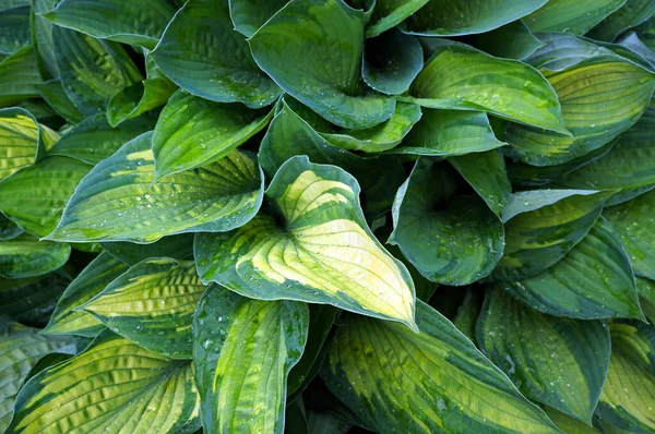 Weelderig Groen Blad Van Decoratieve Plant Hosta Funkia Waterdruppels Bladeren — Stockfoto
