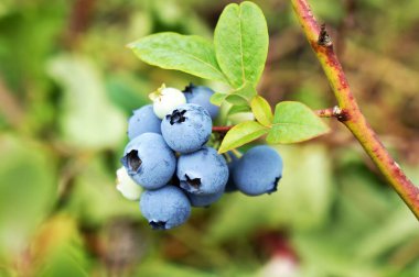 Growing Bog whortleberry (Aşı Uliginosum.) Seçici odak.              
