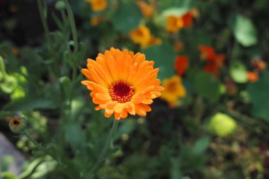 Calendula 'nın portakal çiçeği..