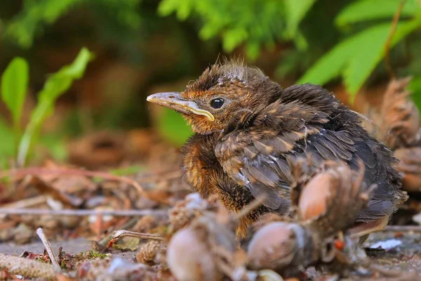 Młody noworodek ptak siedzę na ziemi — Zdjęcie stockowe
