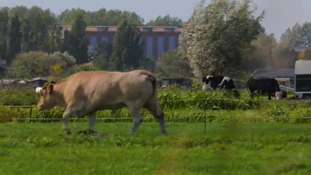 Vaca en una granja — Vídeo de stock