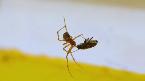 Örümcek ve av — Stok video