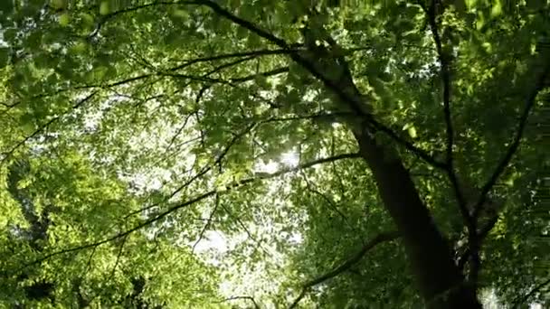 Groene bladeren en zonlicht — Stockvideo