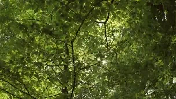 Groene bladeren en zonlicht — Stockvideo