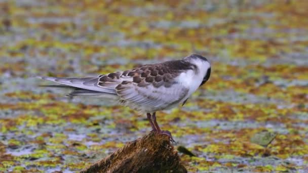 Bird at a lake — Stock Video