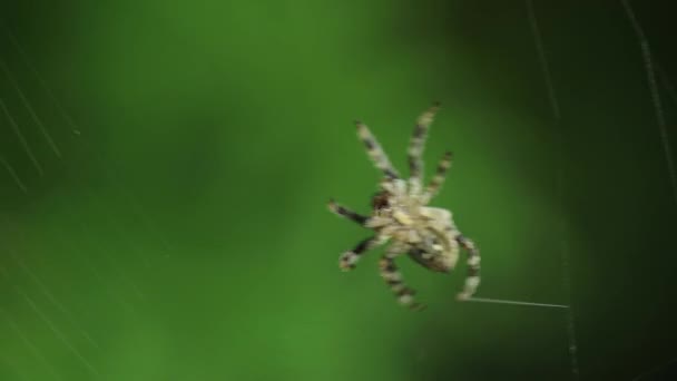 Spinne macht ihr Netz — Stockvideo