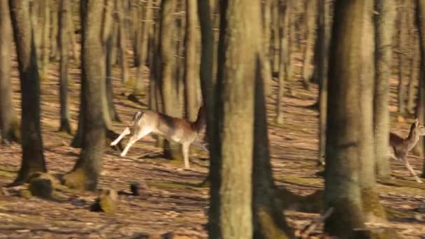 Les cerfs courent dans la forêt — Video