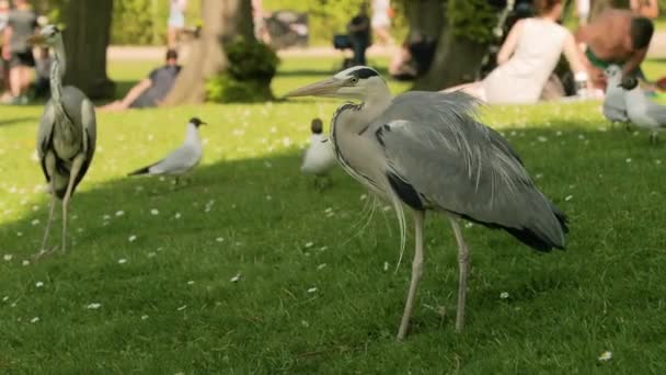 Garças cinzentas em um parque — Vídeo de Stock