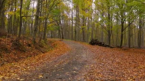 秋の森の嵐 — ストック動画
