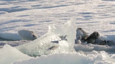 Kuşlar ile buzul Gölü