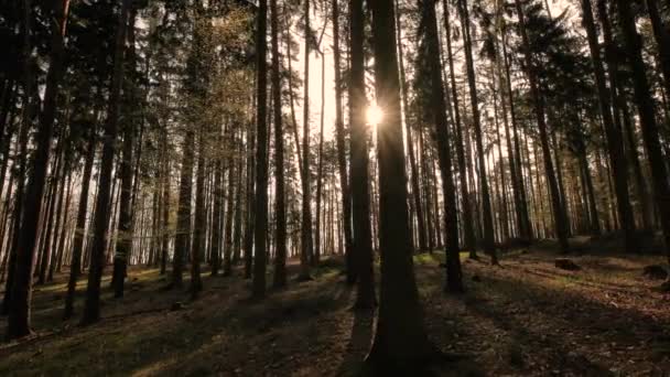 Floresta de Pinheiros — Vídeo de Stock