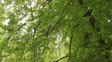 Yeşil yaprakları ve güneş ışığı