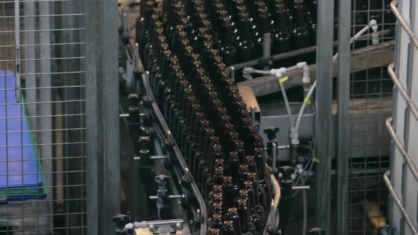 Fábrica de cerveja alinhando garrafas — Vídeo de Stock