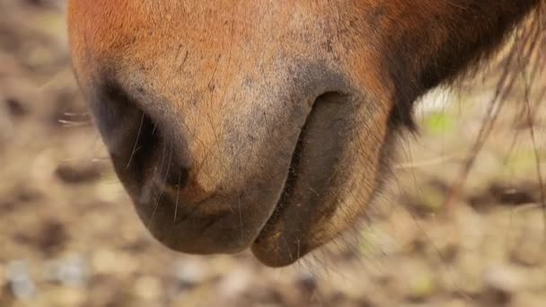 Icelandic horse nose closeup — Stock Video