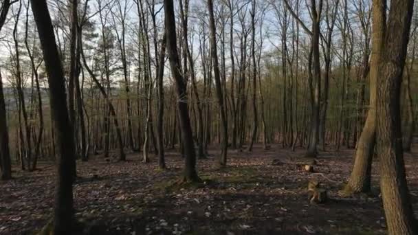 Bosque primavera paseo — Vídeo de stock