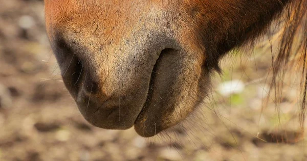 Icelandic horse nose closeup