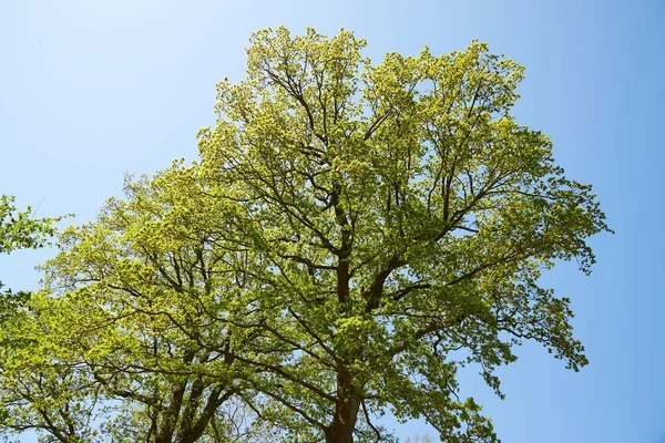 Primavera árvores verdes — Fotografia de Stock
