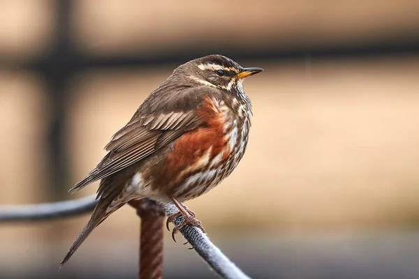 Redwing sitiin on a wire — Stock Photo, Image