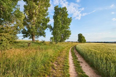 Ağaçlı Yeşil Alan