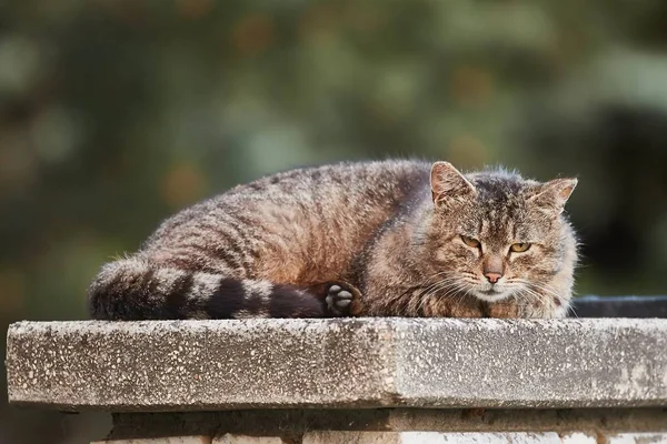 Gato sendo preguiçoso — Fotografia de Stock