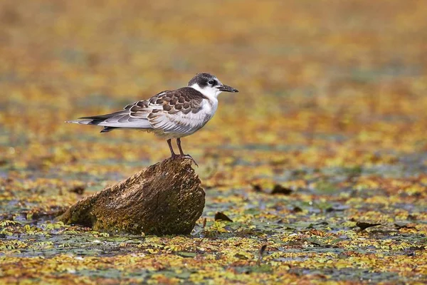 Vogel op een meer — Stockfoto