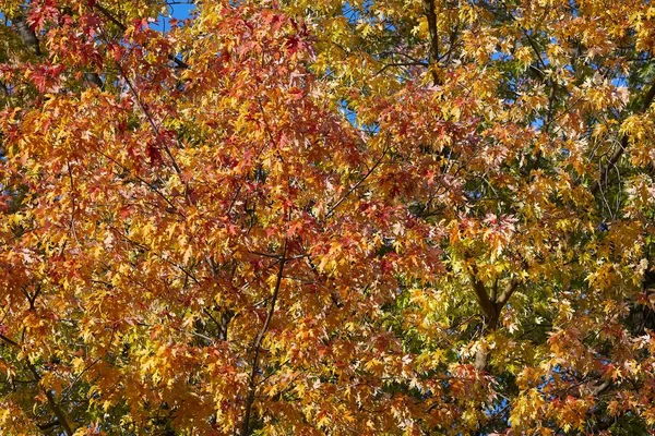 Sonbahar ağacı yaprakları — Stok fotoğraf
