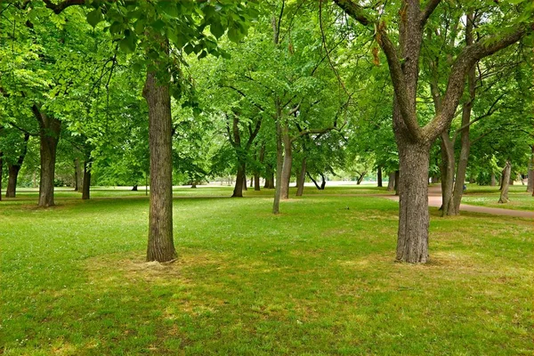 Árboles verdes en un parque —  Fotos de Stock