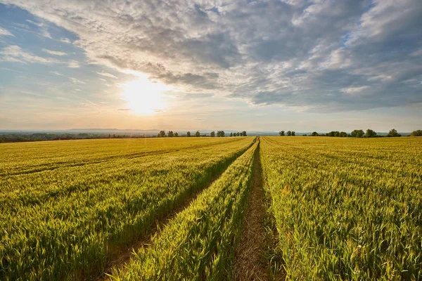 Campo agrícola a la luz del sol en verano —  Fotos de Stock