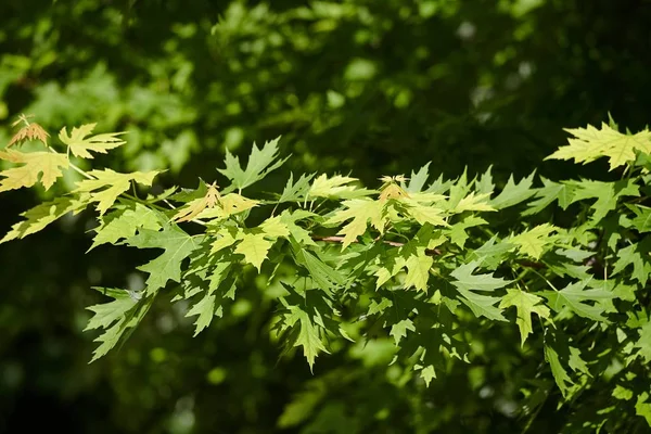 Fresh Green Leaves — Stock Photo, Image