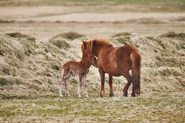 Horse feeding its offspring — Stock Photo, Image