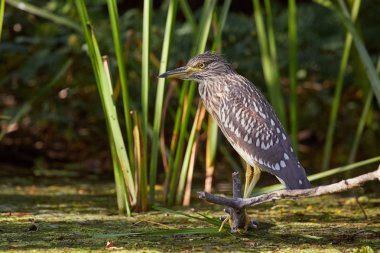 Kuş, genç siyah taçlı balıkçıl gölde balık tutuyor.